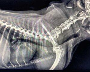 Zapadanie tchawicy u psów (TCS-Tracheal Collapse Syndrome) Zapadanie tchawicy u psów (TCS-Tracheal Collapse Syndrome)